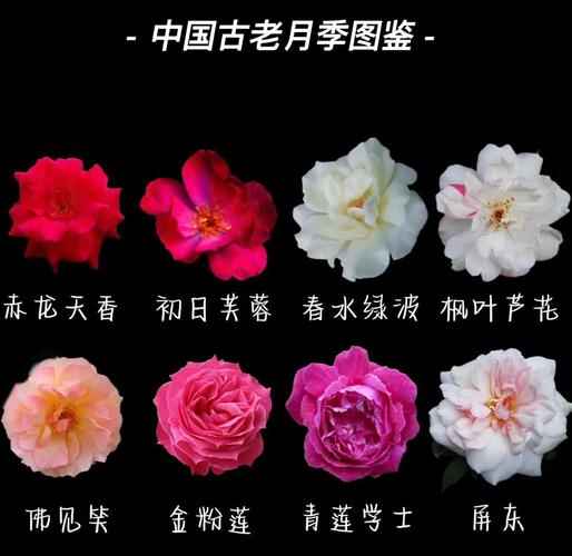 月季花花语，白色月季花的花语？-第4张图片-优品飞百科