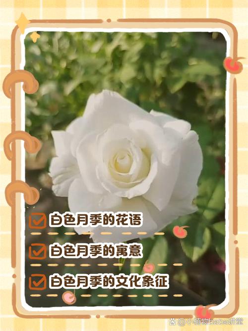 月季花花语，白色月季花的花语？-第3张图片-优品飞百科