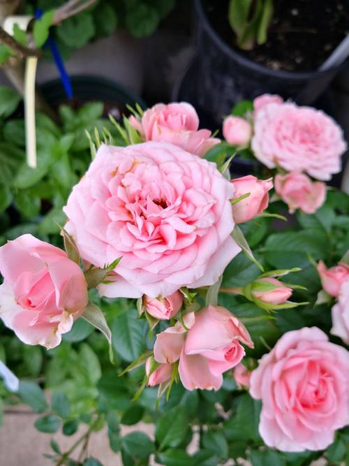 月季花花语，白色月季花的花语？-第5张图片-优品飞百科