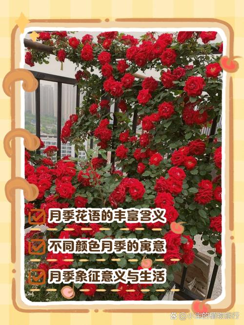 月季花花语，白色月季花的花语？-第6张图片-优品飞百科