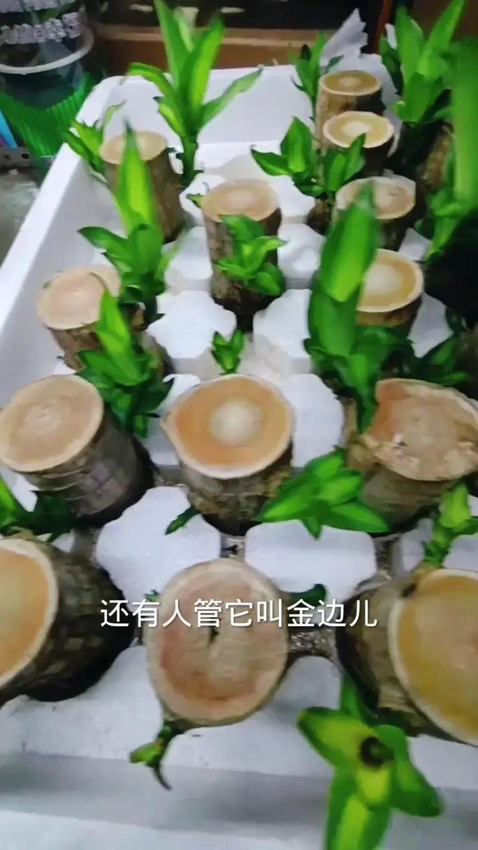 巴西铁与巴西木的区别，巴西铁与巴西木的区别是什么？-第2张图片-优品飞百科