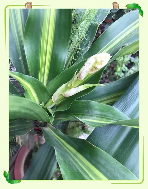 巴西铁与巴西木的区别，巴西铁与巴西木的区别是什么？-第4张图片-优品飞百科