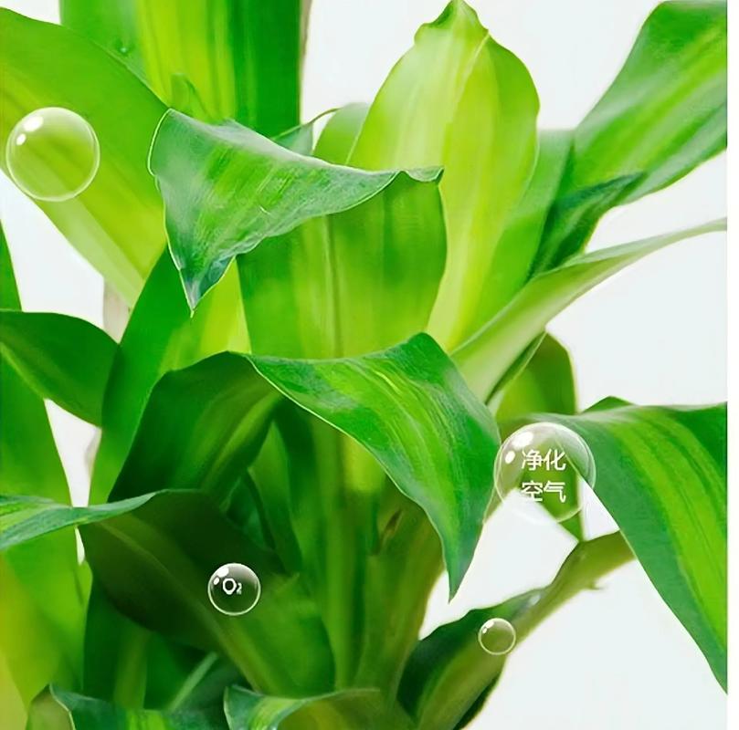 巴西铁与巴西木的区别，巴西铁与巴西木的区别是什么？-第5张图片-优品飞百科