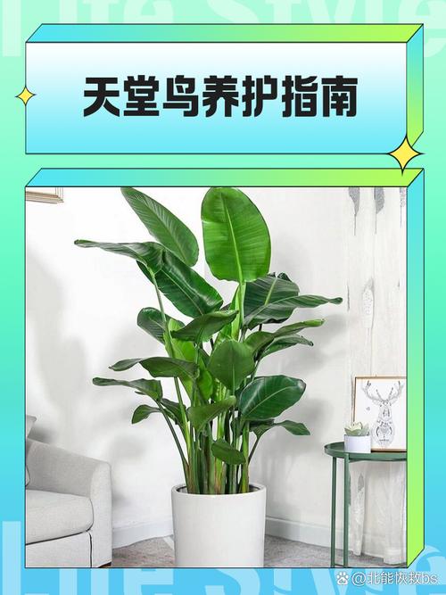 鹤望兰有毒吗，鹤望兰有毒吗可以室内养吗？-第1张图片-优品飞百科