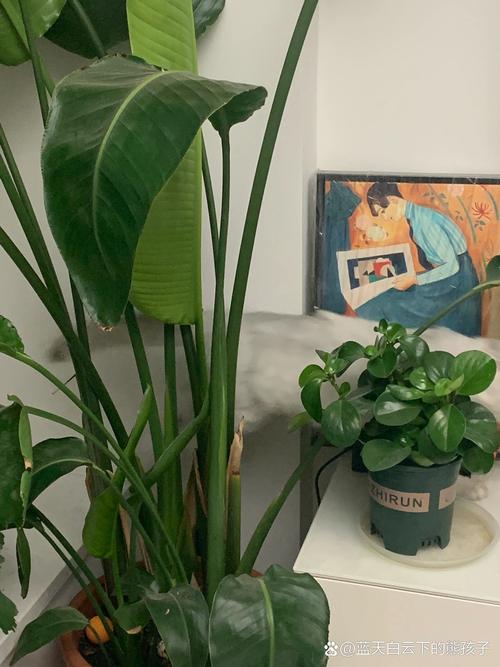 鹤望兰有毒吗，鹤望兰有毒吗可以室内养吗？-第2张图片-优品飞百科