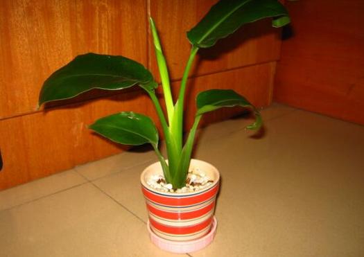 鹤望兰有毒吗，鹤望兰有毒吗可以室内养吗？-第3张图片-优品飞百科