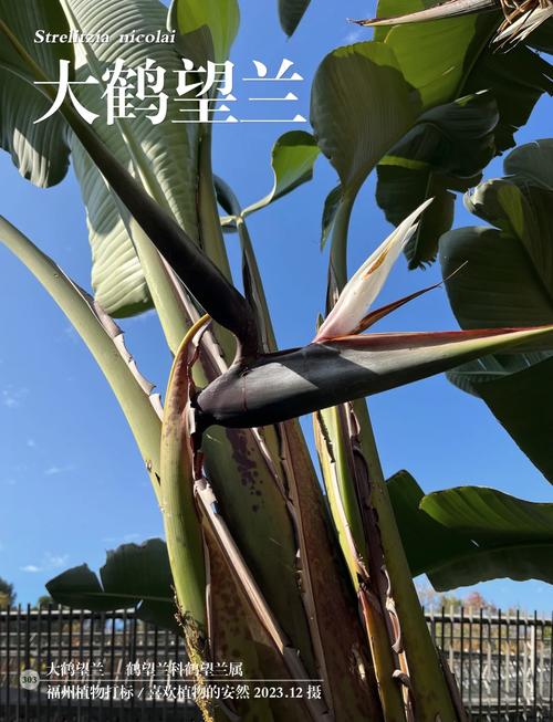 鹤望兰有毒吗，鹤望兰有毒吗可以室内养吗？-第4张图片-优品飞百科