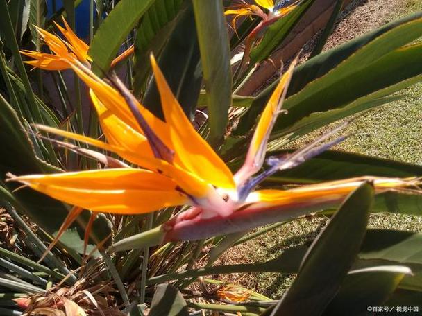 鹤望兰有毒吗，鹤望兰有毒吗可以室内养吗？-第6张图片-优品飞百科