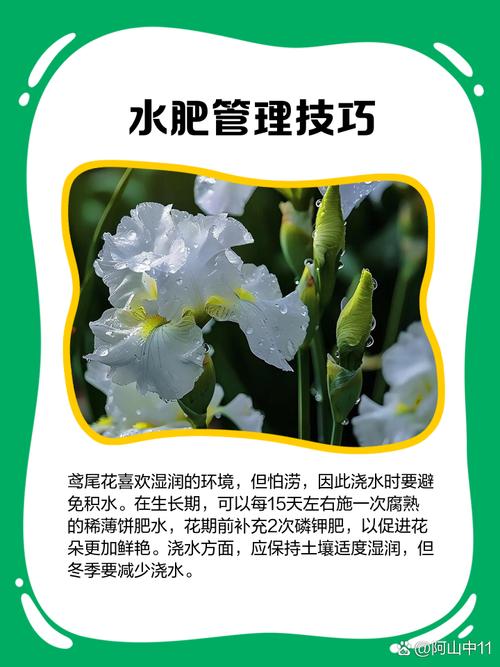 鸢尾花养在家中注意什么，养在家中对身体有害吗，鸢尾花养在室内能开花吗？-第1张图片-优品飞百科