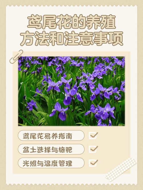 鸢尾花养在家中注意什么，养在家中对身体有害吗，鸢尾花养在室内能开花吗？-第2张图片-优品飞百科