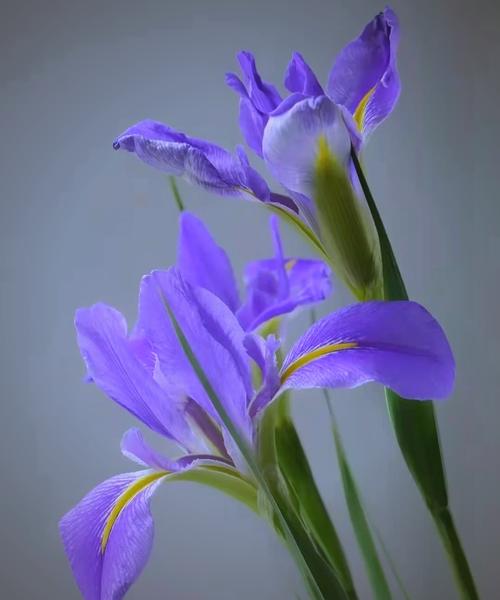 鸢尾花养在家中注意什么，养在家中对身体有害吗，鸢尾花养在室内能开花吗？-第3张图片-优品飞百科