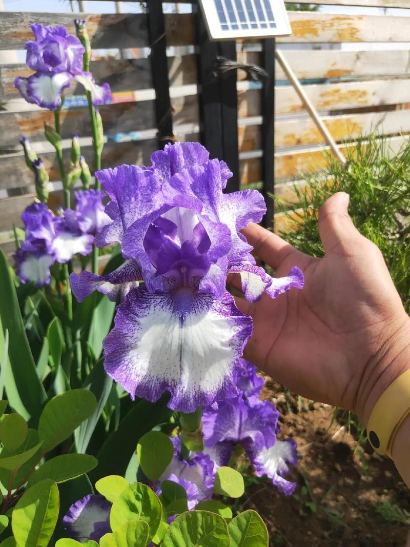 鸢尾花养在家中注意什么，养在家中对身体有害吗，鸢尾花养在室内能开花吗？-第4张图片-优品飞百科