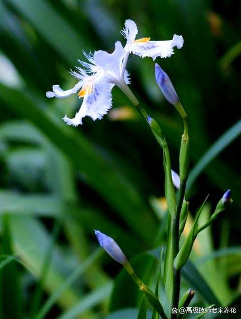 鸢尾花养在家中注意什么，养在家中对身体有害吗，鸢尾花养在室内能开花吗？-第5张图片-优品飞百科