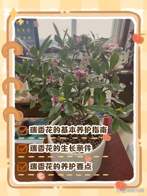 瑞香花可以在室内养吗？瑞香花适合在室内养吗？-第1张图片-优品飞百科