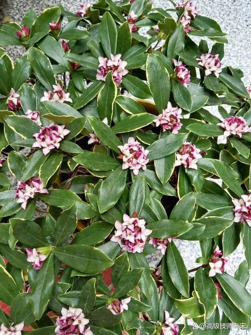 瑞香花可以在室内养吗？瑞香花适合在室内养吗？-第2张图片-优品飞百科