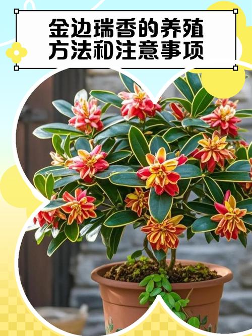 瑞香花可以在室内养吗？瑞香花适合在室内养吗？-第3张图片-优品飞百科