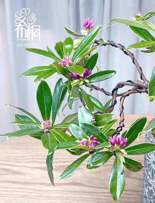 瑞香花可以在室内养吗？瑞香花适合在室内养吗？-第4张图片-优品飞百科