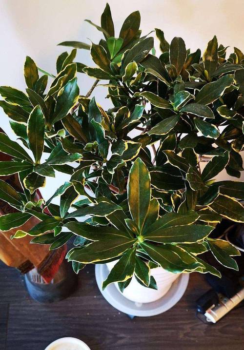 瑞香花可以在室内养吗？瑞香花适合在室内养吗？-第5张图片-优品飞百科