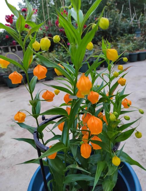 宫灯百合的花语，宫灯百合花语送三只的寓意？