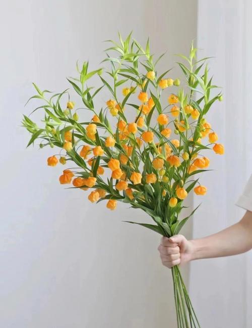 宫灯百合的花语，宫灯百合花语送三只的寓意？-第2张图片-优品飞百科