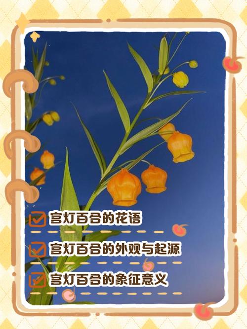 宫灯百合的花语，宫灯百合花语送三只的寓意？-第4张图片-优品飞百科