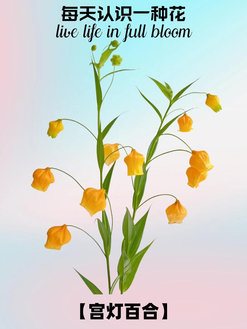 宫灯百合的花语，宫灯百合花语送三只的寓意？-第6张图片-优品飞百科