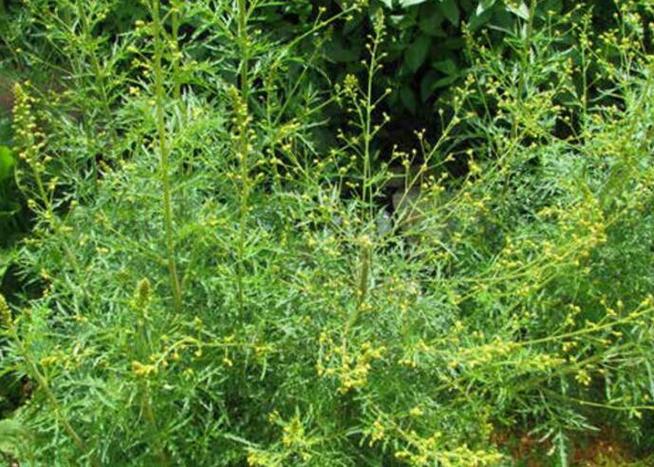 马先蒿的功效与作用，马先蒿的功效与作用图片-第1张图片-优品飞百科