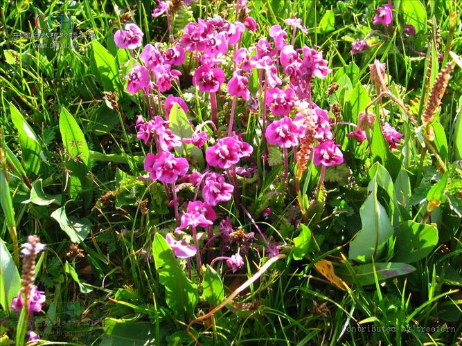 马先蒿的功效与作用，马先蒿的功效与作用图片-第2张图片-优品飞百科