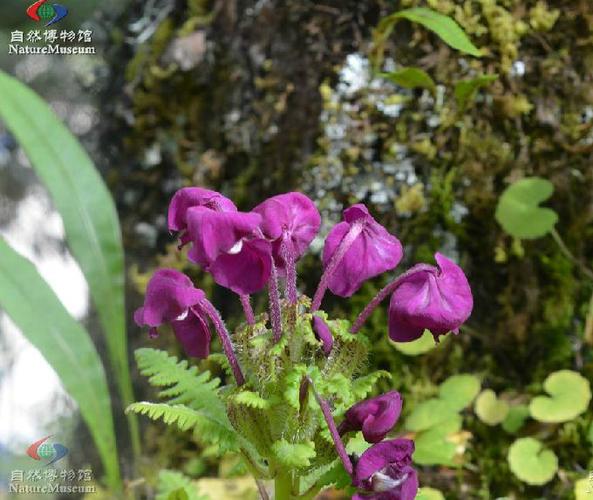 马先蒿的功效与作用，马先蒿的功效与作用图片-第3张图片-优品飞百科