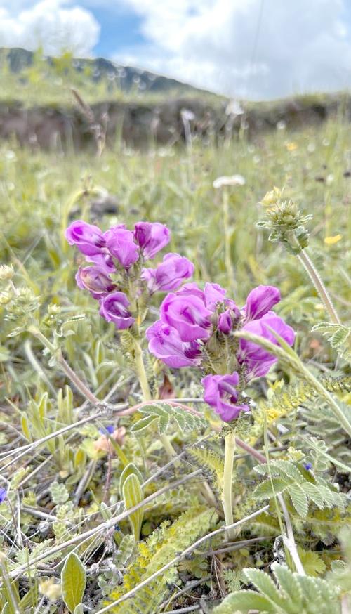 马先蒿的功效与作用，马先蒿的功效与作用图片-第5张图片-优品飞百科