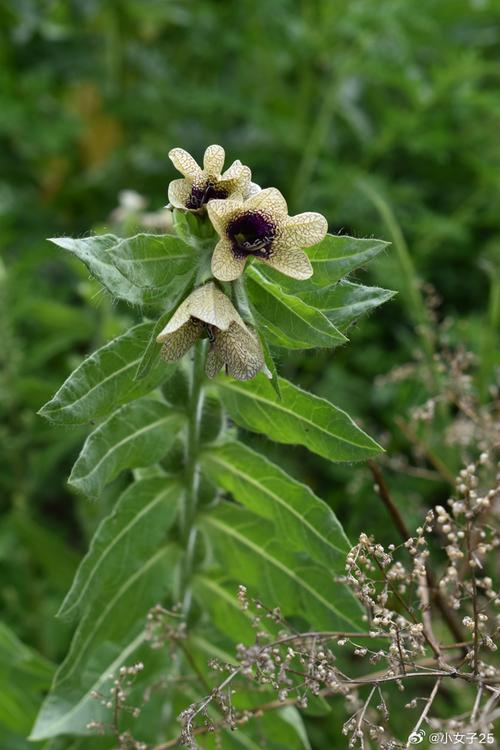 马先蒿的功效与作用，马先蒿的功效与作用图片-第4张图片-优品飞百科
