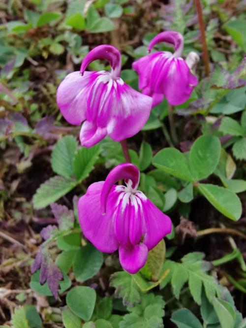 马先蒿的功效与作用，马先蒿的功效与作用图片-第6张图片-优品飞百科