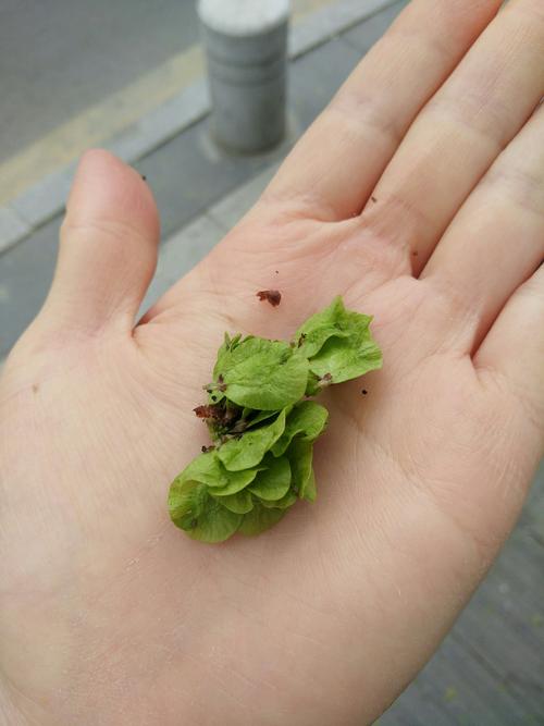 榆木是什么树，养殖方法是什么，榆木是什么树的木头？-第1张图片-优品飞百科