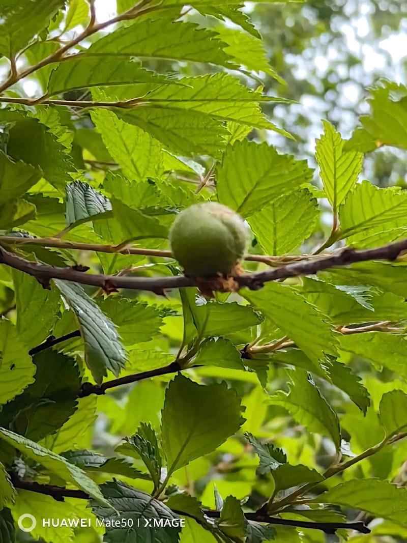 榆木是什么树，养殖方法是什么，榆木是什么树的木头？-第2张图片-优品飞百科