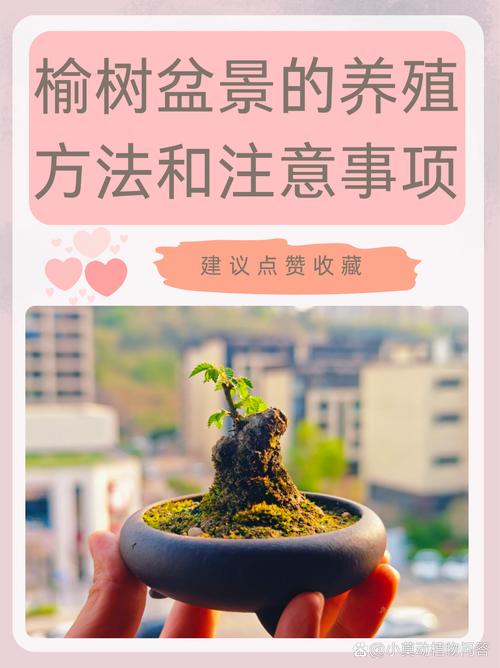 榆木是什么树，养殖方法是什么，榆木是什么树的木头？-第3张图片-优品飞百科