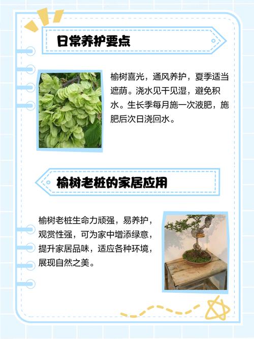 榆木是什么树，养殖方法是什么，榆木是什么树的木头？-第4张图片-优品飞百科