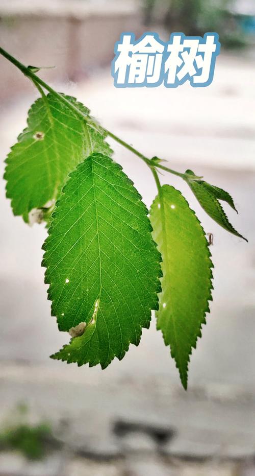 榆木是什么树，养殖方法是什么，榆木是什么树的木头？-第6张图片-优品飞百科