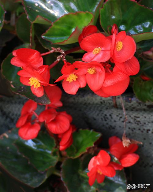 四季海棠有毒吗,四季海棠有毒吗,可以种在客厅吗?-第1张图片-优品飞百科 四季海棠有毒吗,四季海棠有毒吗,可以种在客厅吗?-第1张图片-优品飞百科