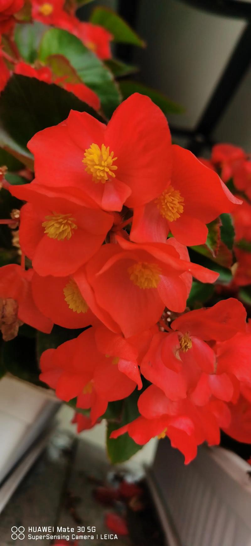 四季海棠有毒吗,四季海棠有毒吗,可以种在客厅吗?-第3张图片-优品飞百科 四季海棠有毒吗,四季海棠有毒吗,可以种在客厅吗?-第3张图片-优品飞百科