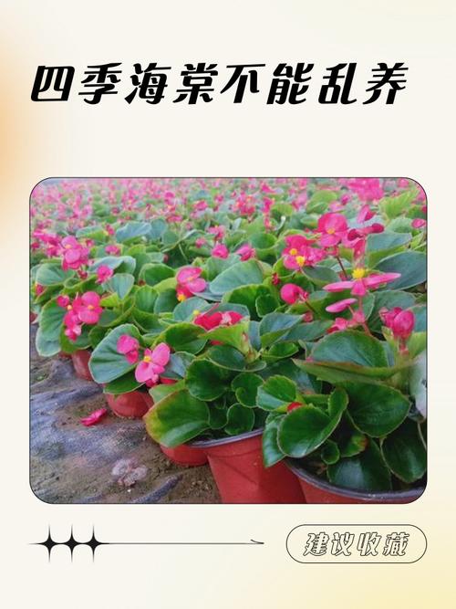 四季海棠有毒吗,四季海棠有毒吗,可以种在客厅吗?-第5张图片-优品飞百科 四季海棠有毒吗,四季海棠有毒吗,可以种在客厅吗?-第5张图片-优品飞百科