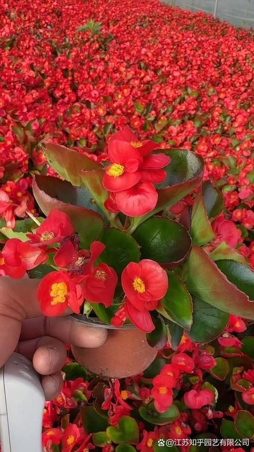 四季海棠有毒吗,四季海棠有毒吗,可以种在客厅吗?-第7张图片-优品飞百科 四季海棠有毒吗,四季海棠有毒吗,可以种在客厅吗?-第7张图片-优品飞百科