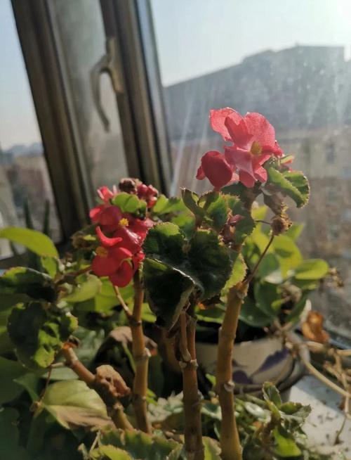 四季海棠有毒吗,四季海棠有毒吗,可以种在客厅吗?-第8张图片-优品飞百科 四季海棠有毒吗,四季海棠有毒吗,可以种在客厅吗?-第8张图片-优品飞百科