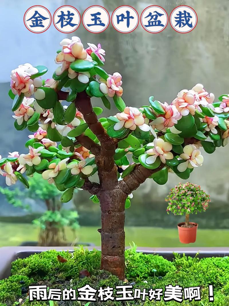 金枝玉叶能放在卧室吗，金枝玉叶有什么功效？金枝玉叶放在卧室好吗??有毒吗?？