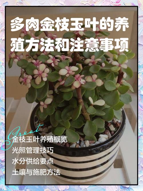 金枝玉叶能放在卧室吗，金枝玉叶有什么功效？金枝玉叶放在卧室好吗??有毒吗?？-第2张图片-优品飞百科