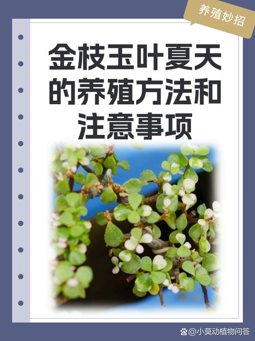 金枝玉叶能放在卧室吗，金枝玉叶有什么功效？金枝玉叶放在卧室好吗??有毒吗?？-第3张图片-优品飞百科