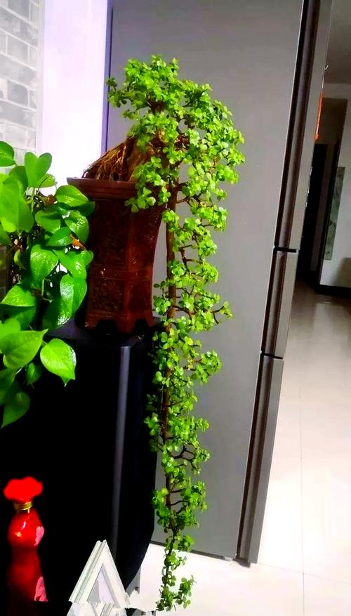 金枝玉叶能放在卧室吗，金枝玉叶有什么功效？金枝玉叶放在卧室好吗??有毒吗?？-第4张图片-优品飞百科