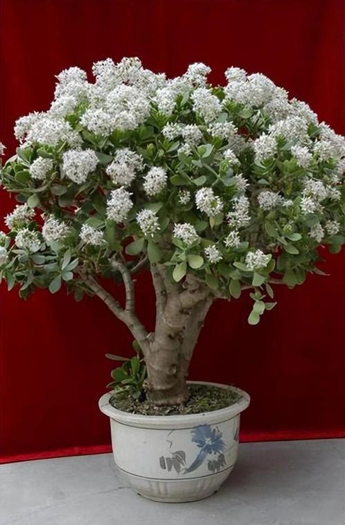 金枝玉叶能放在卧室吗，金枝玉叶有什么功效？金枝玉叶放在卧室好吗??有毒吗?？-第5张图片-优品飞百科