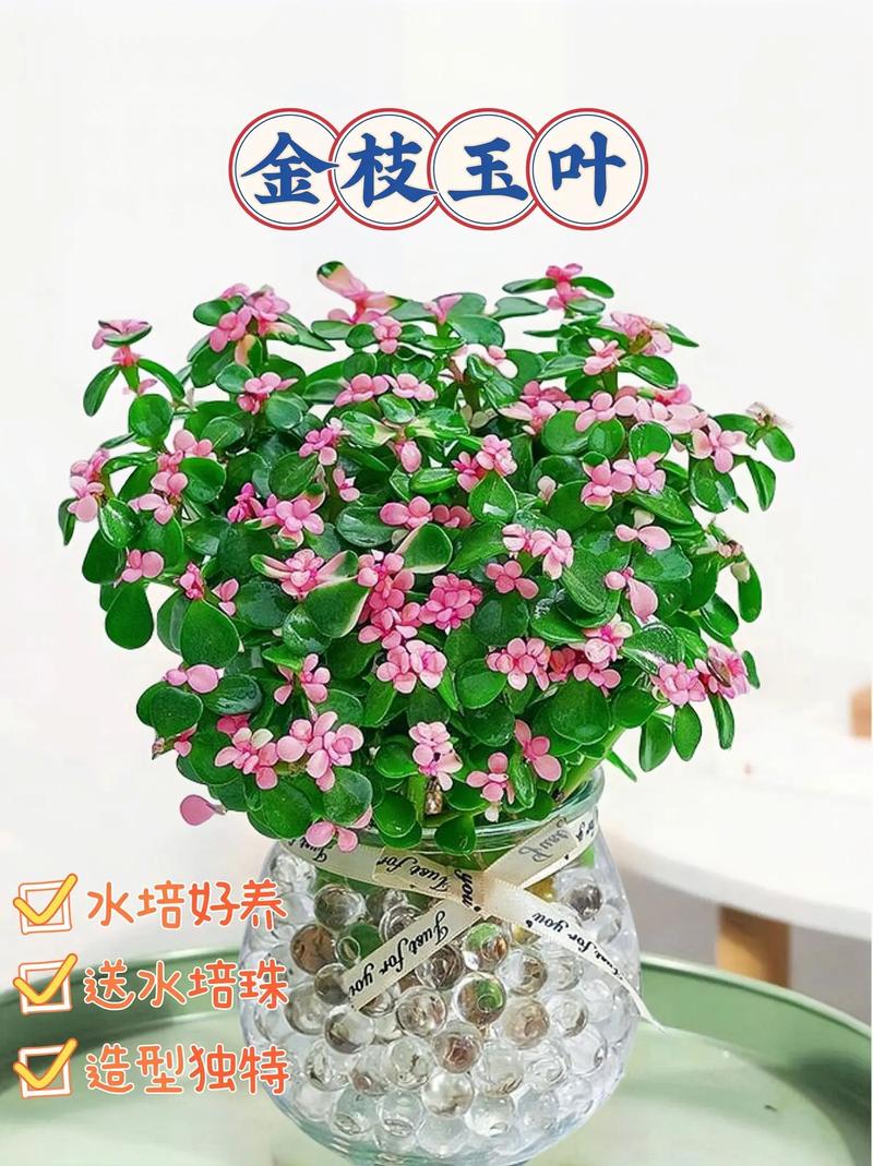 金枝玉叶能放在卧室吗，金枝玉叶有什么功效？金枝玉叶放在卧室好吗??有毒吗?？-第6张图片-优品飞百科