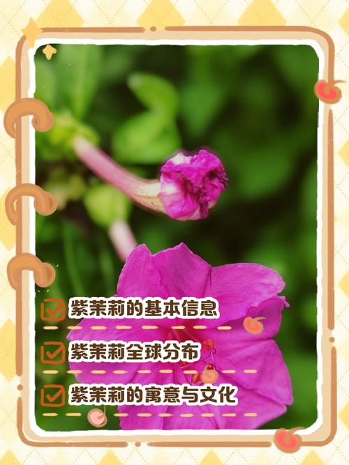 紫茉莉的文化传说,紫茉莉的相关资料?-第1张图片-优品飞百科 紫茉莉的文化传说,紫茉莉的相关资料?-第1张图片-优品飞百科