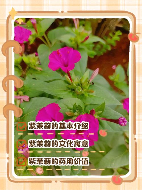 紫茉莉的文化传说,紫茉莉的相关资料?-第2张图片-优品飞百科 紫茉莉的文化传说,紫茉莉的相关资料?-第2张图片-优品飞百科